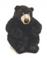 black-bear-tn.jpg